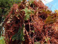 Cuscuta lupuliformis 7, Hopwarkruid, Saxifraga-Ed Stikvoort