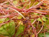 Cuscuta lupuliformis 8, Hopwarkruid, Saxifraga-Ed Stikvoort