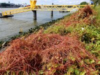 Cuscuta lupuliformis 9, Hopwarkruid, Saxifraga-Ed Stikvoort
