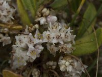 Cuscuta planiflora 4, Saxifraga-Jan van der Straaten