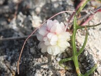 Cuscuta planiflora 7, Saxifraga-Rutger Barendse