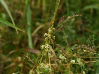 Cuscuta pratensis 2, Saxifraga-Dirk Hilbers