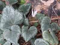 Cyclamen balearicum 5, Saxifraga-Rutger Barendse