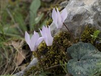 Cyclamen creticum 10, Saxifraga-Willem van Kruijsbergen