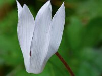 Cyclamen creticum 12, Saxifraga-Harry Jans