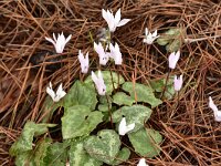 Cyclamen creticum 13, Saxifraga-Harry Jans