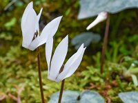 Cyclamen creticum 14, Saxifraga-Harry Jans