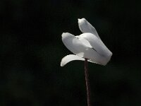 Cyclamen creticum 3, Saxifraga-Jan van der Straaten