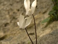 Cyclamen creticum 4, Saxifraga-Jan van der Straaten