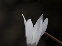 Cyclamen creticum 5, Saxifraga-Willem van Kruijsbergen