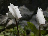 Cyclamen creticum 6, Saxifraga-Willem van Kruijsbergen