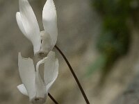 Cyclamen creticum 7, Saxifraga-Willem van Kruijsbergen
