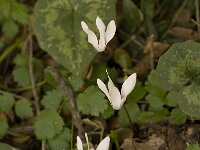 Cyclamen creticum 8, Saxifraga-Willem van Kruijsbergen
