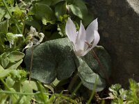 Cyclamen creticum 9, Saxifraga-Willem van Kruijsbergen