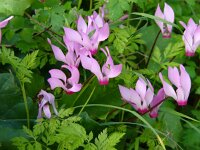 Cyclamen peloponnesiacum 2, Saxifraga-Harry van Oosterhout : Griekenland, bloem, plant, natuur, cyclaam, wilde plant