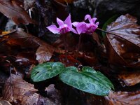 Cyclamen purpurascens 10, Saxifraga-Ed Stikvoort : NP Risnjak s9900