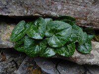 Cyclamen purpurascens 11, Saxifraga-Ed Stikvoort : NP Risnjak a900
