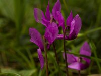 Alpenviooltje  Alpenviooltje - Cyclamen purpurascens