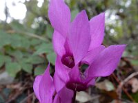 Cyclamen purpurascens 5, Saxifraga-Ed Stikvoort : Pobri - Opatija s9900