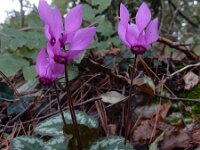 Cyclamen purpurascens 6, Saxifraga-Ed Stikvoort : Pobri - Opatija s9900