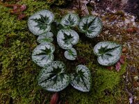 Cyclamen purpurascens 7, Saxifraga-Ed Stikvoort : Moscenicka a900