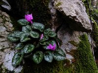 Cyclamen purpurascens 8, Saxifraga-Ed Stikvoort : Dobrec - Grnjac a900