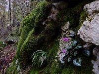 Cyclamen purpurascens 9, Saxifraga-Ed Stikvoort : Dobrec - Grnjac a900