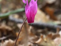 Cyclamen repandum 10, Saxifraga-Hans Dekker