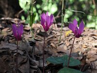 Cyclamen repandum 11, Saxifraga-Hans Dekker