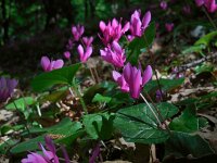 Cyclamen repandum 12, Saxifraga-Ed Stikvoort