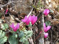Cyclamen repandum 13, Saxifraga-Jasenka Topic