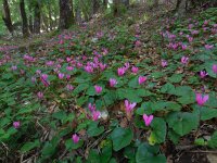 Cyclamen repandum 14, Saxifraga-Ed Stikvoort