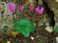 Cyclamen repandum 15, Saxifraga-Ed Stikvoort