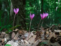 Cyclamen repandum 16, Saxifraga-Ed Stikvoort