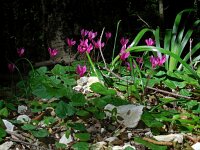 Cyclamen repandum 17, Saxifraga-Ed Stikvoort