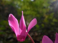 Cyclamen repandum 18, Saxifraga-Ed Stikvoort