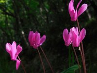 Cyclamen repandum 19, Saxifraga-Ed Stikvoort