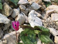 Cyclamen repandum 2, Saxifraga-Jasenka Topic