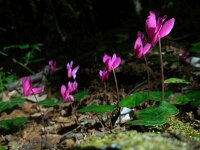 Cyclamen repandum 20, Saxifraga-Ed Stikvoort