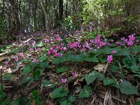 Cyclamen repandum 3, Saxifraga-Ed Stikvoort