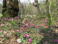 Cyclamen repandum 4, Saxifraga-Jasenka Topic