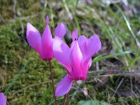 Cyclamen repandum 5, Saxifraga-Kees Laarhoven : voorjaar 2010