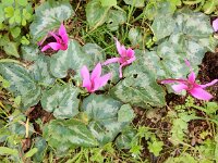 Cyclamen repandum 6, Saxifraga-Peter Meininger