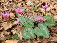 Cyclamen repandum 7, Saxifraga-Peter Meininger