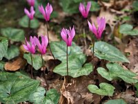 Cyclamen repandum 8, Saxifraga-Hans Dekker