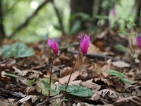 Cyclamen repandum 9, Saxifraga-Hans Dekker