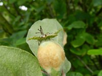 Cydonia oblonga 3, Kweepeer, Saxifraga-Rutger Barendse