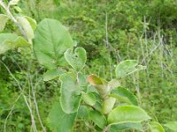 Cydonia oblonga 4, Kweepeer, Saxifraga-Rutger Barendse