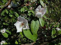 Cydonia oblonga 6, Kweepeer, Saxifraga-Ed Stikvoort