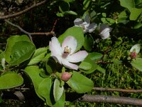 Cydonia oblonga 7, Kweepeer, Saxifraga-Ed Stikvoort